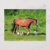 briefkaart "Morning Stroll" (Voorkant)