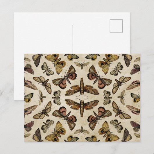  Briefkaart Moths (Voorkant / Achterkant)