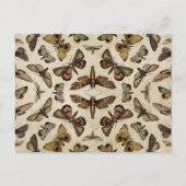 Briefkaart Moths (Voorkant)