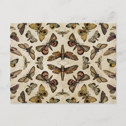  Briefkaart Moths (Voorkant)