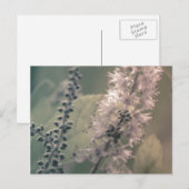 Briefkaart Mountain Holly (Voorkant / Achterkant)