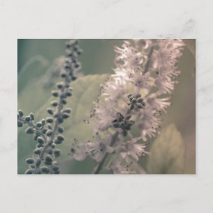 Briefkaart Mountain Holly