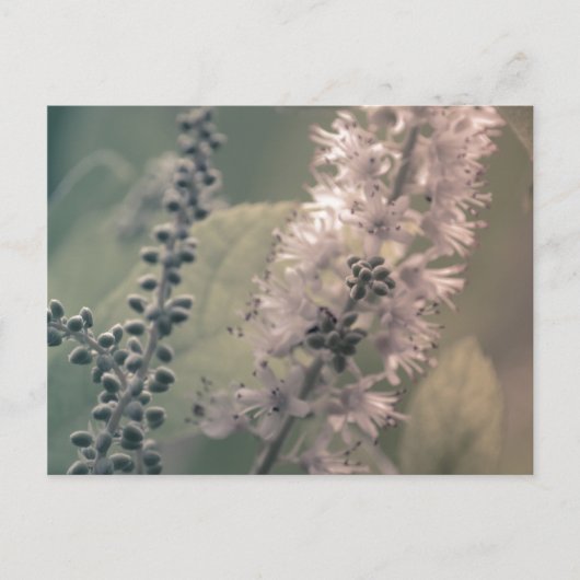 Briefkaart Mountain Holly (Voorkant)