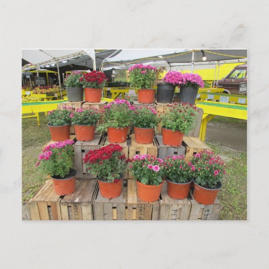 Briefkaart "Mums for Sale" (Voorkant)