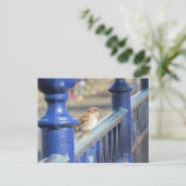 Briefkaart - Mussen op het hek (Staand voorkant)