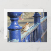 Briefkaart - Mussen op het hek (Voorkant / Achterkant)