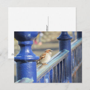 Briefkaart - Mussen op het hek