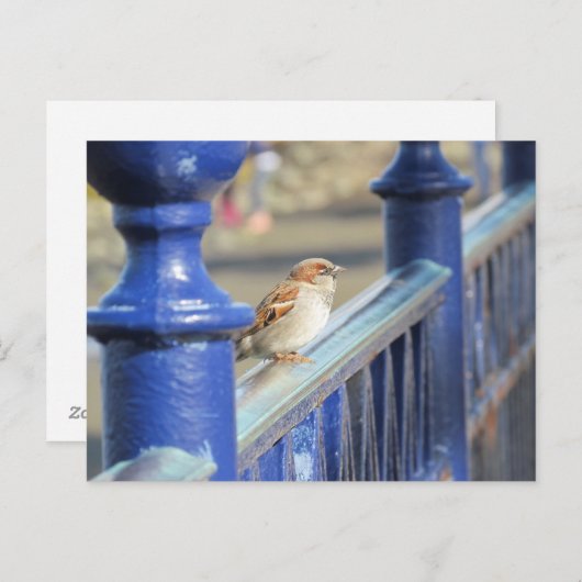 Briefkaart - Mussen op het hek (Voorkant / Achterkant)