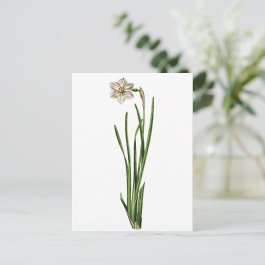 Briefkaart - Narcissus (Staand voorkant)