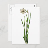 Briefkaart - Narcissus (Voorkant / Achterkant)