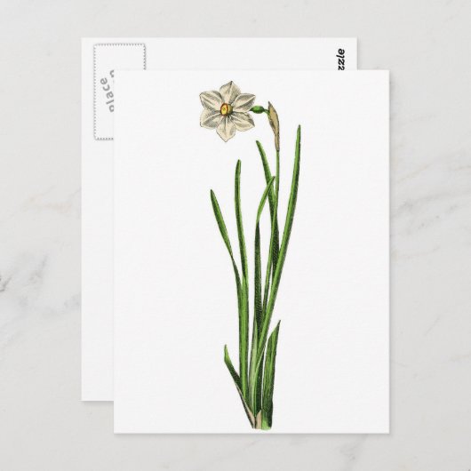 Briefkaart - Narcissus (Voorkant / Achterkant)