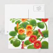 Briefkaart Nasturtium Flowers (Voorkant / Achterkant)