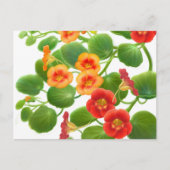 Briefkaart Nasturtium Flowers (Voorkant)
