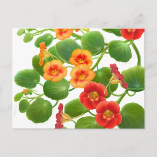 Briefkaart Nasturtium Flowers (Voorkant)