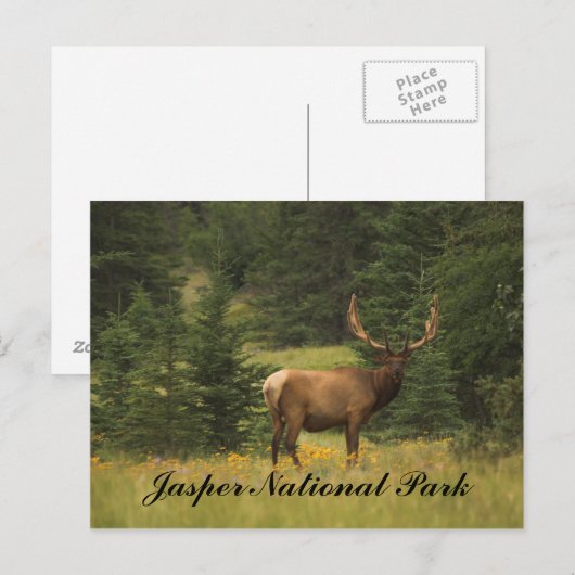 Briefkaart - Nationaal Park Jasper (Voorkant / Achterkant)