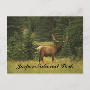 Briefkaart - Nationaal Park Jasper