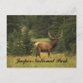 Briefkaart - Nationaal Park Jasper (Voorkant)