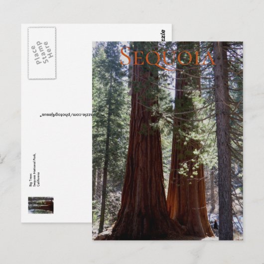 Briefkaart nationaal park Sequoia (Voorkant / Achterkant)