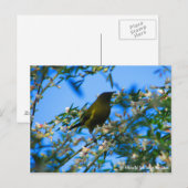 Briefkaart, Native Bell Bird, Nieuw-Zeeland Briefkaart (Voorkant / Achterkant)