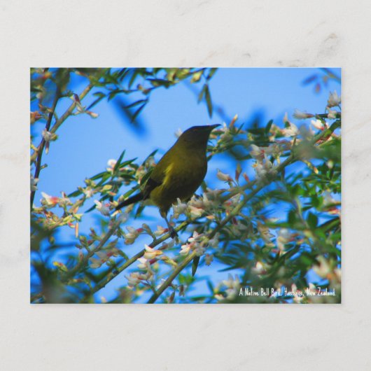 Briefkaart, Native Bell Bird, Nieuw-Zeeland Briefkaart (Voorkant)