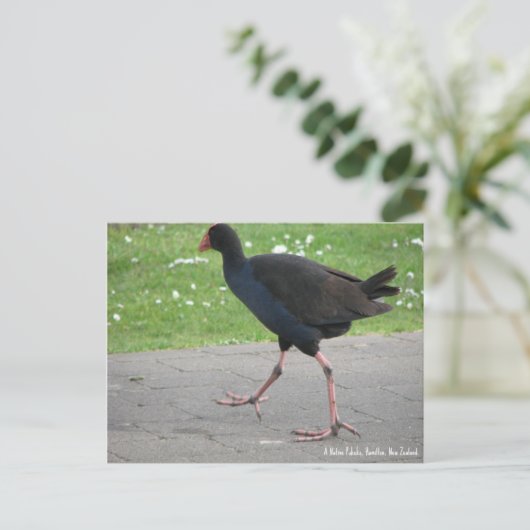 Briefkaart, Native Pukeko, Hamilton, Nieuw-Zeeland Briefkaart (Staand voorkant)