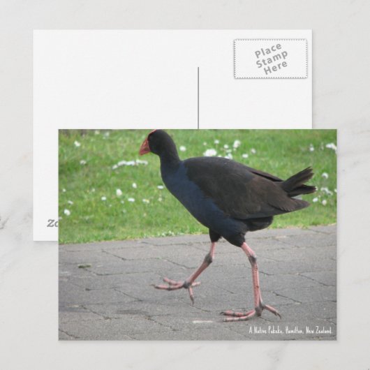 Briefkaart, Native Pukeko, Hamilton, Nieuw-Zeeland Briefkaart (Voorkant / Achterkant)