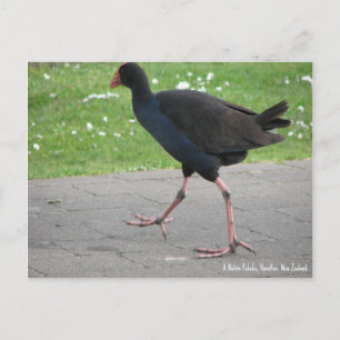 Briefkaart, Native Pukeko, Hamilton, Nieuw-Zeeland Briefkaart