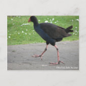 Briefkaart, Native Pukeko, Hamilton, Nieuw-Zeeland Briefkaart (Voorkant)