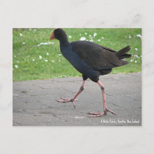 Briefkaart, Native Pukeko, Hamilton, Nieuw-Zeeland Briefkaart (Voorkant)