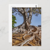 Briefkaart Natuur boomstam (Voorkant / Achterkant)