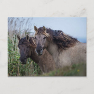 Briefkaart Natuur - Konik Ponies bij Oare Marsh