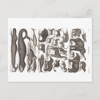 Briefkaart natuurlijke voorgeschiedenis Zoogdiere