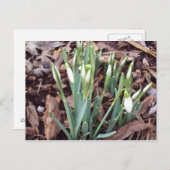 Briefkaart Nieuwe groei (Voorkant / Achterkant)