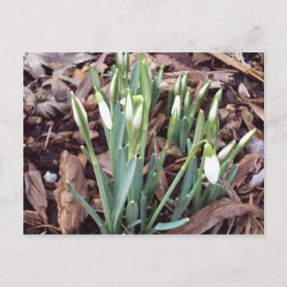 Briefkaart Nieuwe groei