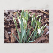 Briefkaart Nieuwe groei (Voorkant)