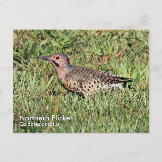 Briefkaart Noord-Flicker (Voorkant)