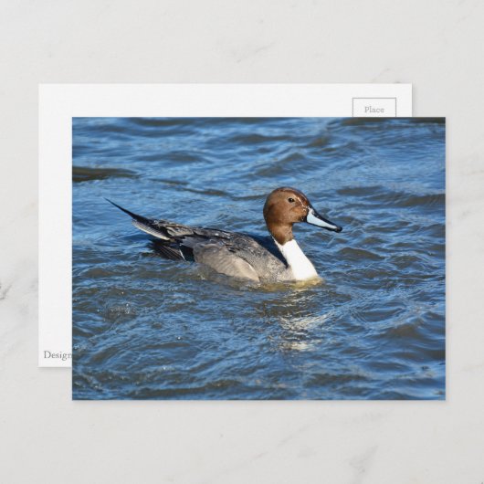Briefkaart Noord-Pintail Duck (Voorkant / Achterkant)