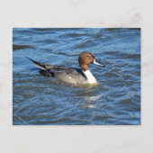 Briefkaart Noord-Pintail Duck (Voorkant)