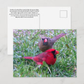 Briefkaart Noordelijke Kardinaal Couple (Voorkant / Achterkant)