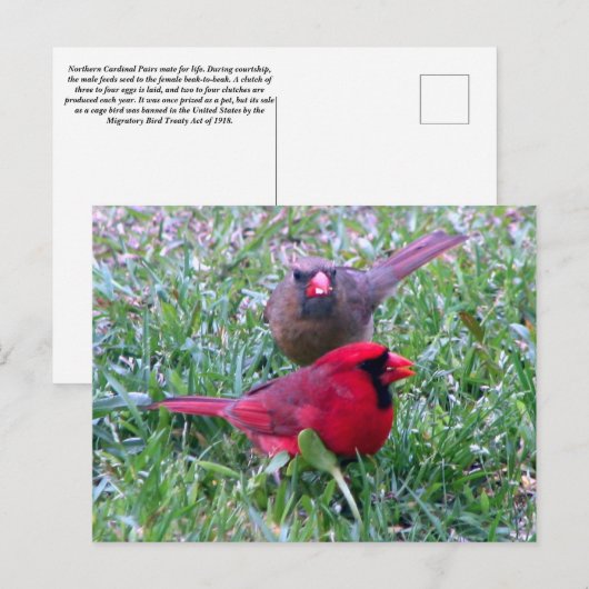 Briefkaart Noordelijke Kardinaal Couple (Voorkant / Achterkant)