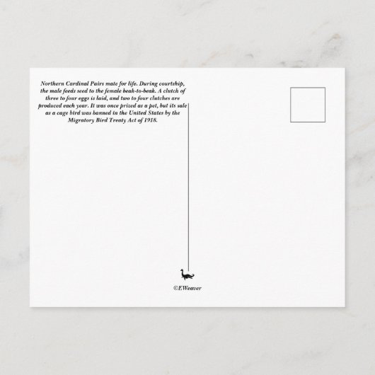 Briefkaart Noordelijke Kardinaal Couple (Achterkant)