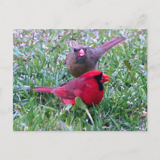 Briefkaart Noordelijke Kardinaal Couple (Voorkant)