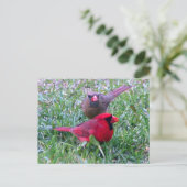 Briefkaart Noordelijke Kardinaal Couple (Staand voorkant)