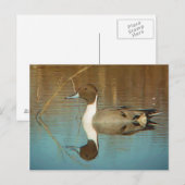 Briefkaart Noordelijke Pintail (Voorkant / Achterkant)