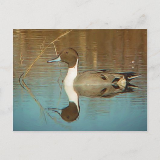 Briefkaart Noordelijke Pintail (Voorkant)