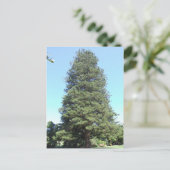 Briefkaart Norfolk Island Pine (Staand voorkant)