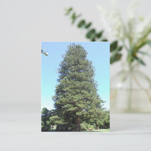 Briefkaart Norfolk Island Pine (Staand voorkant)