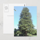 Briefkaart Norfolk Island Pine (Voorkant / Achterkant)
