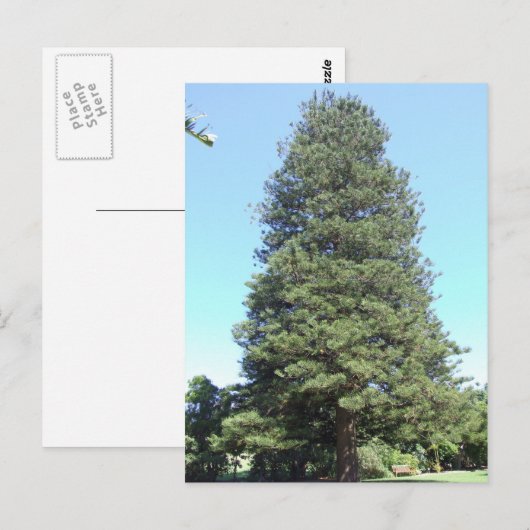 Briefkaart Norfolk Island Pine (Voorkant / Achterkant)