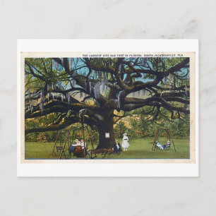  Briefkaart Oak Jacksonville Florida